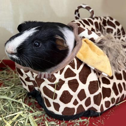 Luca, Adoptable, Adult Male Guinea Pig & Guinea Pig.