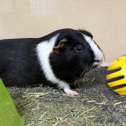 Luca, a Adoptable mixed breed in Voorhees, NJ image 2/3