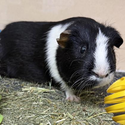 Luca, a Adoptable mixed breed in Voorhees, NJ image 3/3