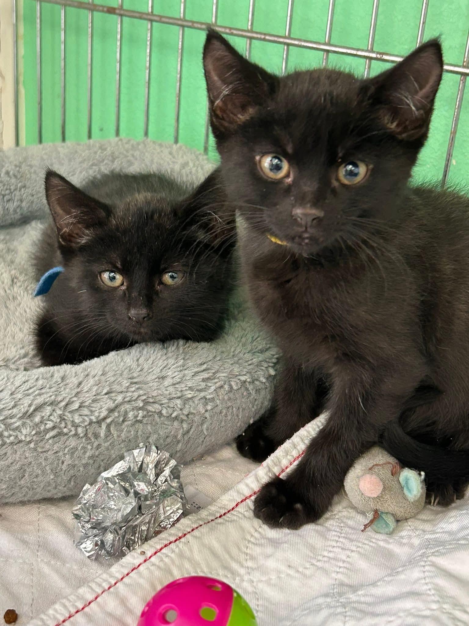 Enlarge Francine & Simone, a Adoptable Domestic Short Hair in Quincy, CA image 1/1