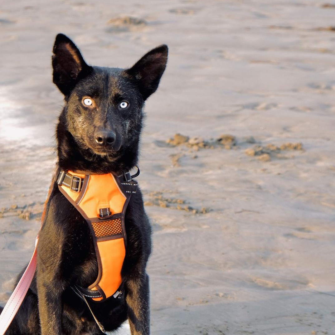 Enlarge Azula, a Adoptable mixed breed in San Diego, CA image 2/3