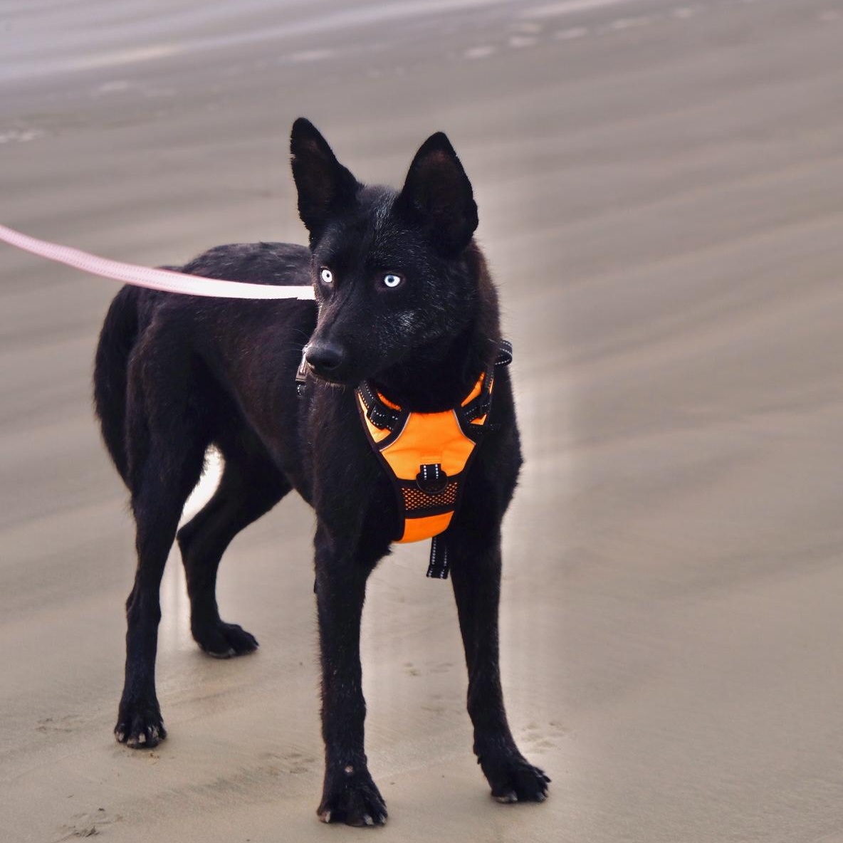 Enlarge Azula, a Adoptable mixed breed in San Diego, CA image 3/3