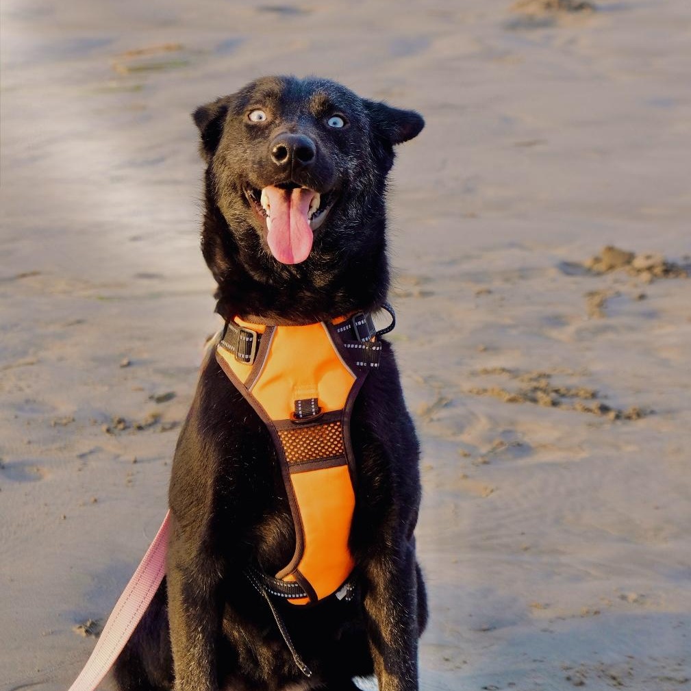 Azula, Adoptable, Young Female Australian Shepherd & Xoloitzcuintli / Mexican Hairless.
