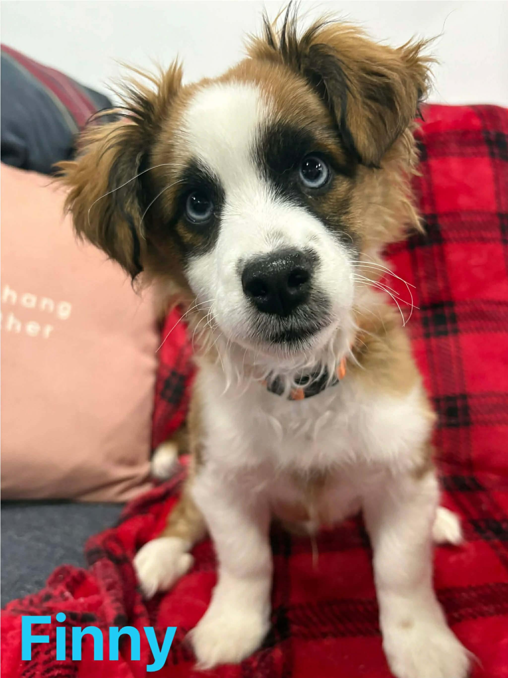 Enlarge Finny, an adopted mixed breed in Winnipeg, MB image 1/5