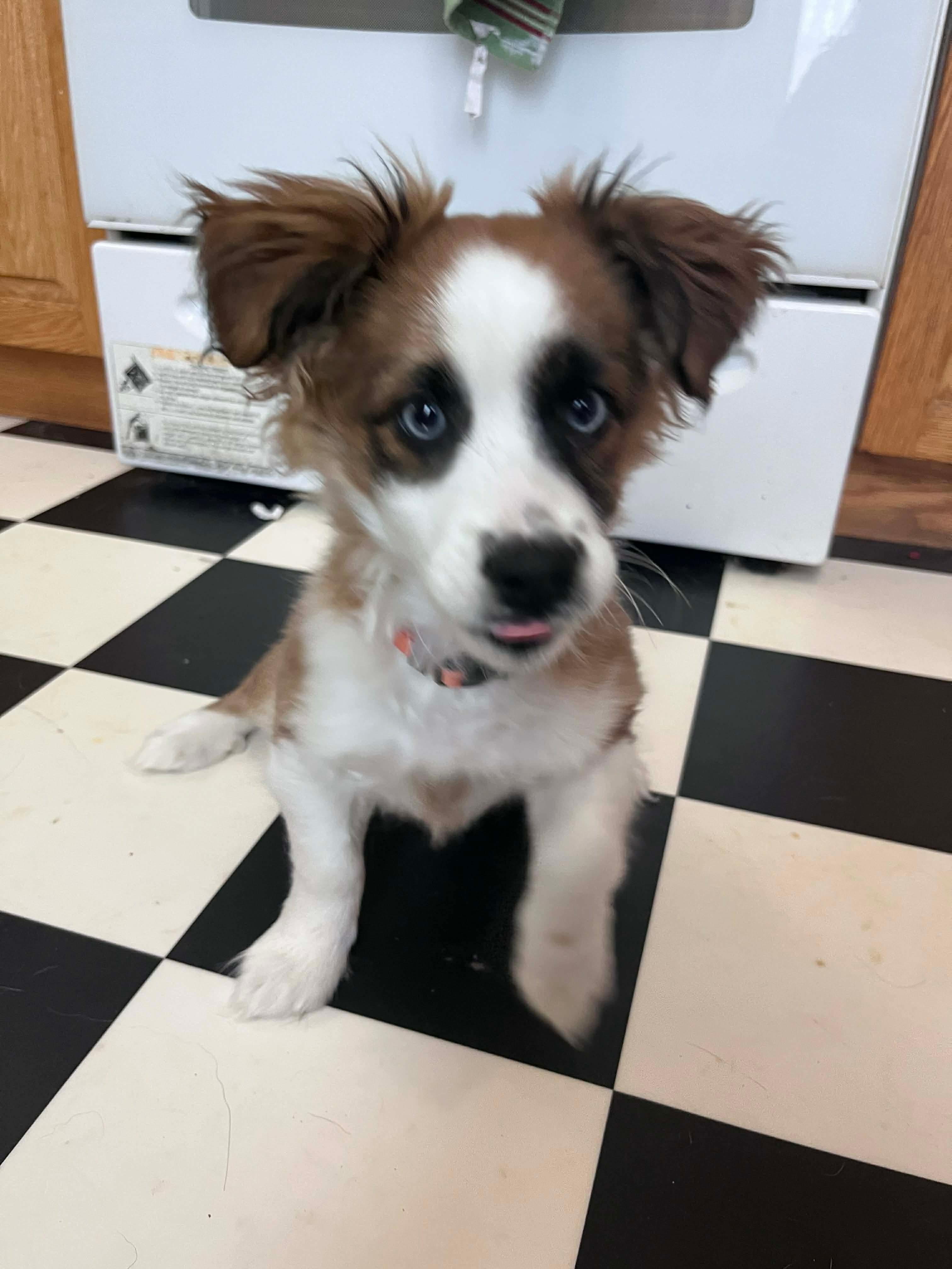 Enlarge Finny, an adopted mixed breed in Winnipeg, MB image 3/5