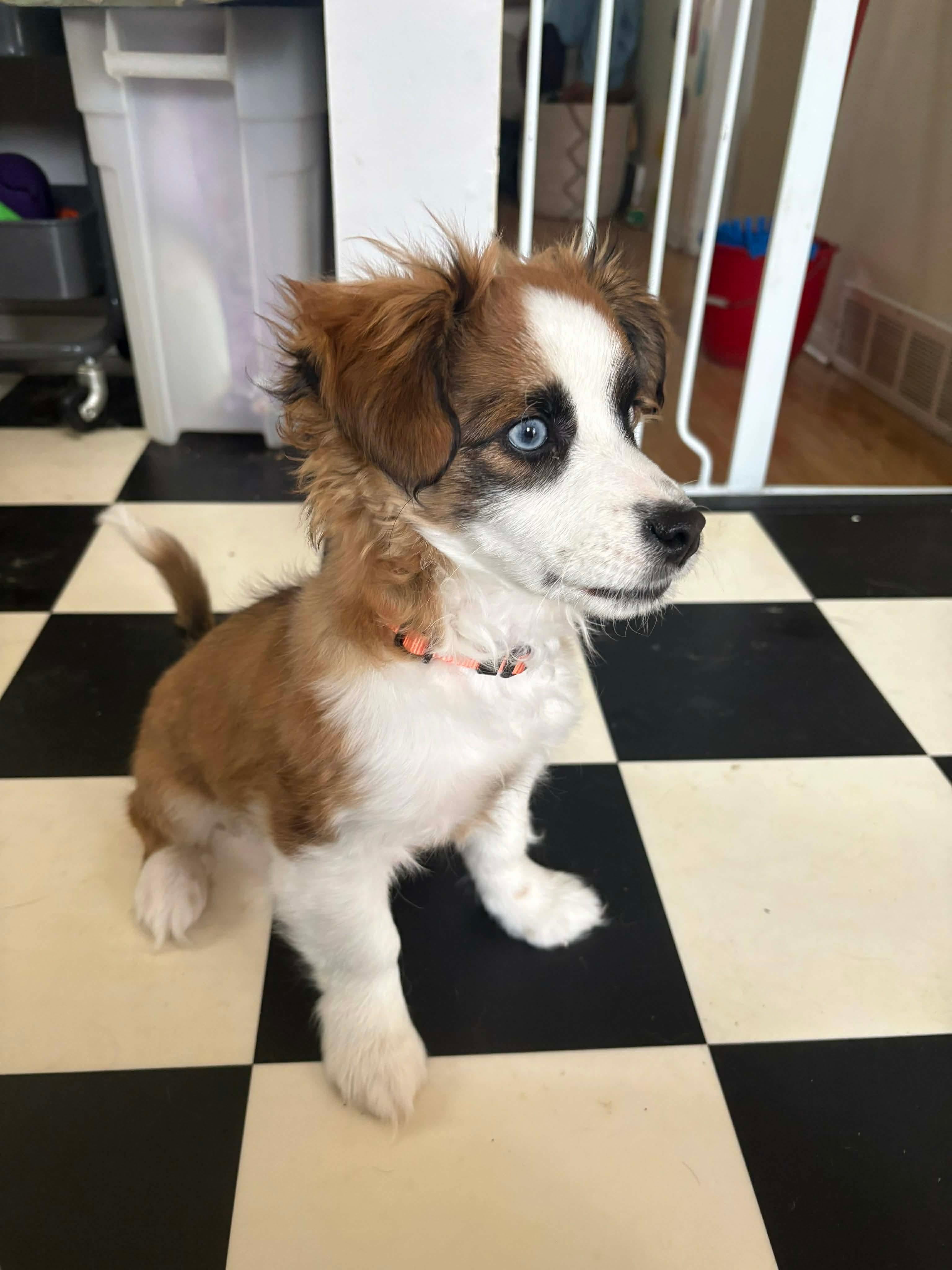 Enlarge Finny, an adopted mixed breed in Winnipeg, MB image 4/5