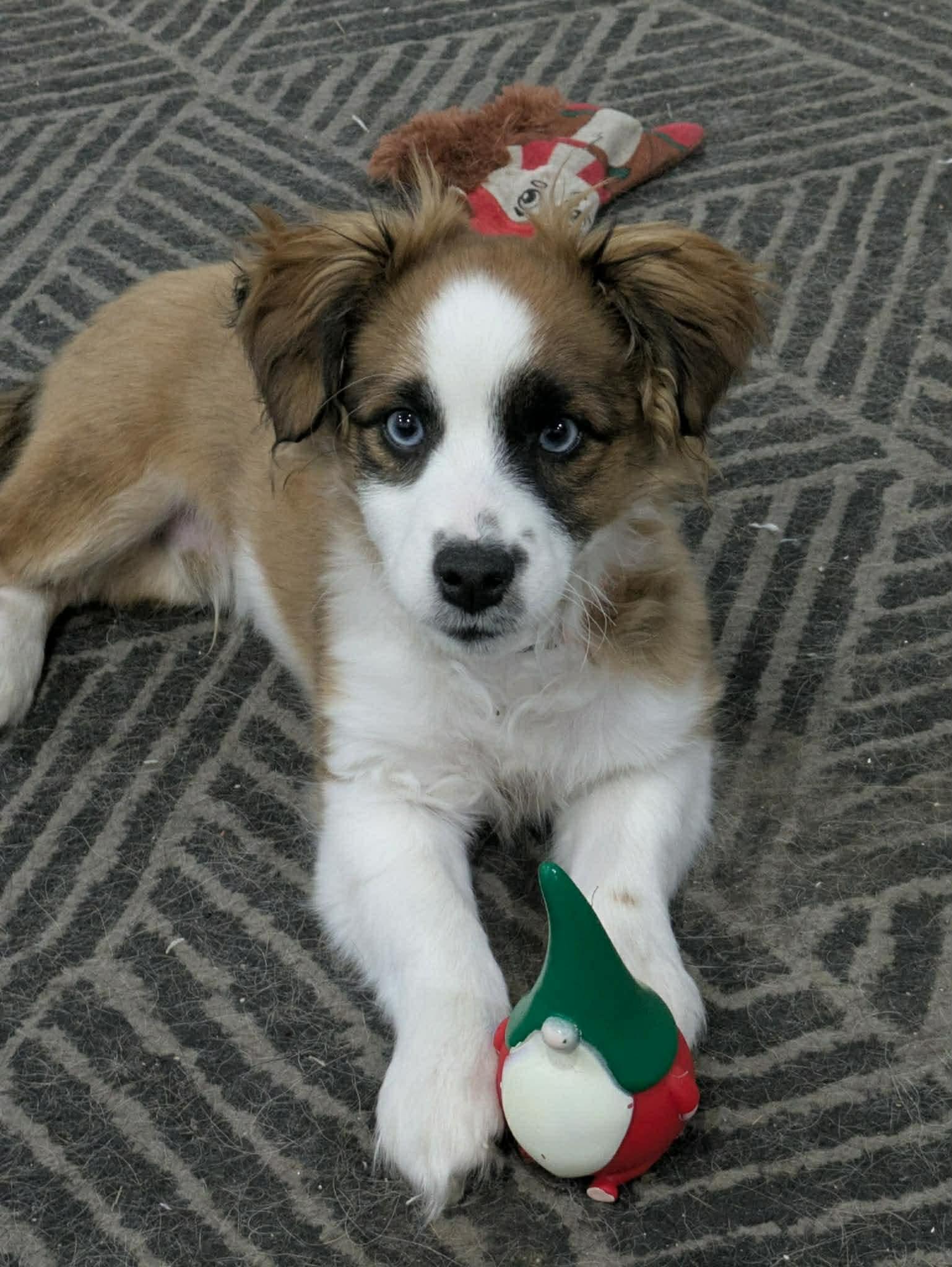 Enlarge Finny, an adopted mixed breed in Winnipeg, MB image 2/5