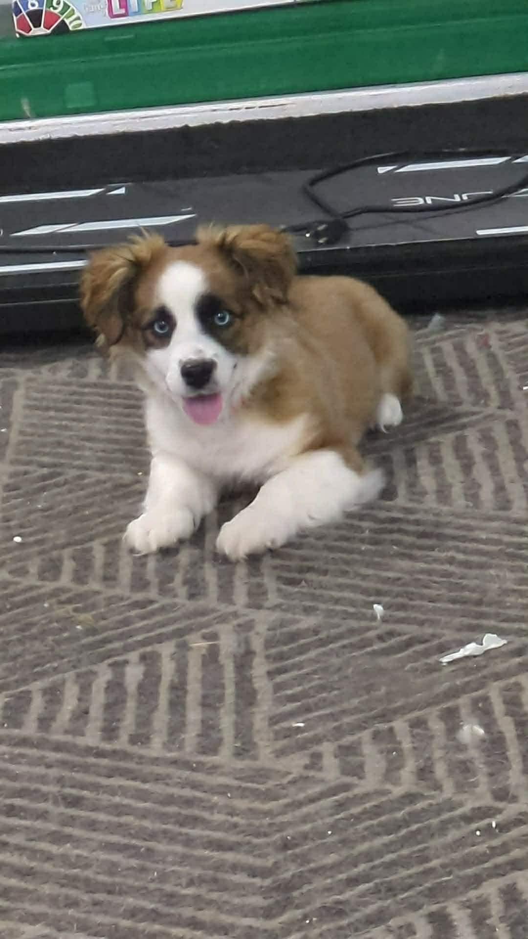 Enlarge Finny, an adopted mixed breed in Winnipeg, MB image 5/5