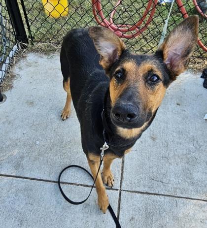 Carrie, Adoptable, Adult Female German Shepherd Dog & Mixed Breed.