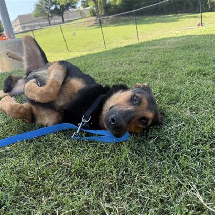 Carrie, Adoptable, Adult Female German Shepherd Dog & Mixed Breed.