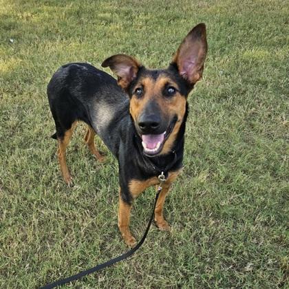 Enlarge Carrie, a Adoptable mixed breed in Dallas, TX image 3/3