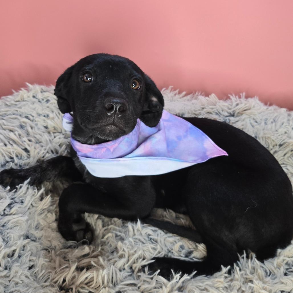 Ella, Adoptable, Young Female Black Labrador Retriever & Shepherd.