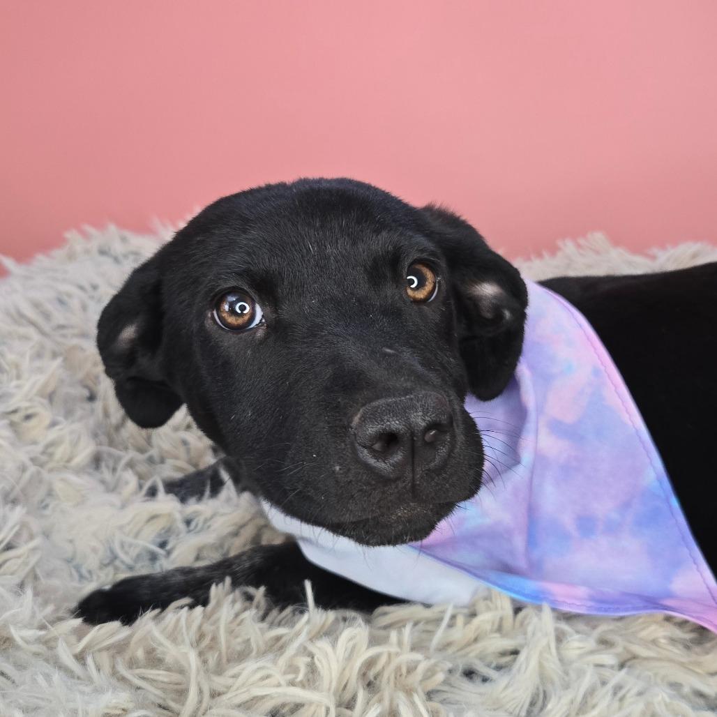 Ella, a Adoptable mixed breed in San Antonio, TX image 2/6