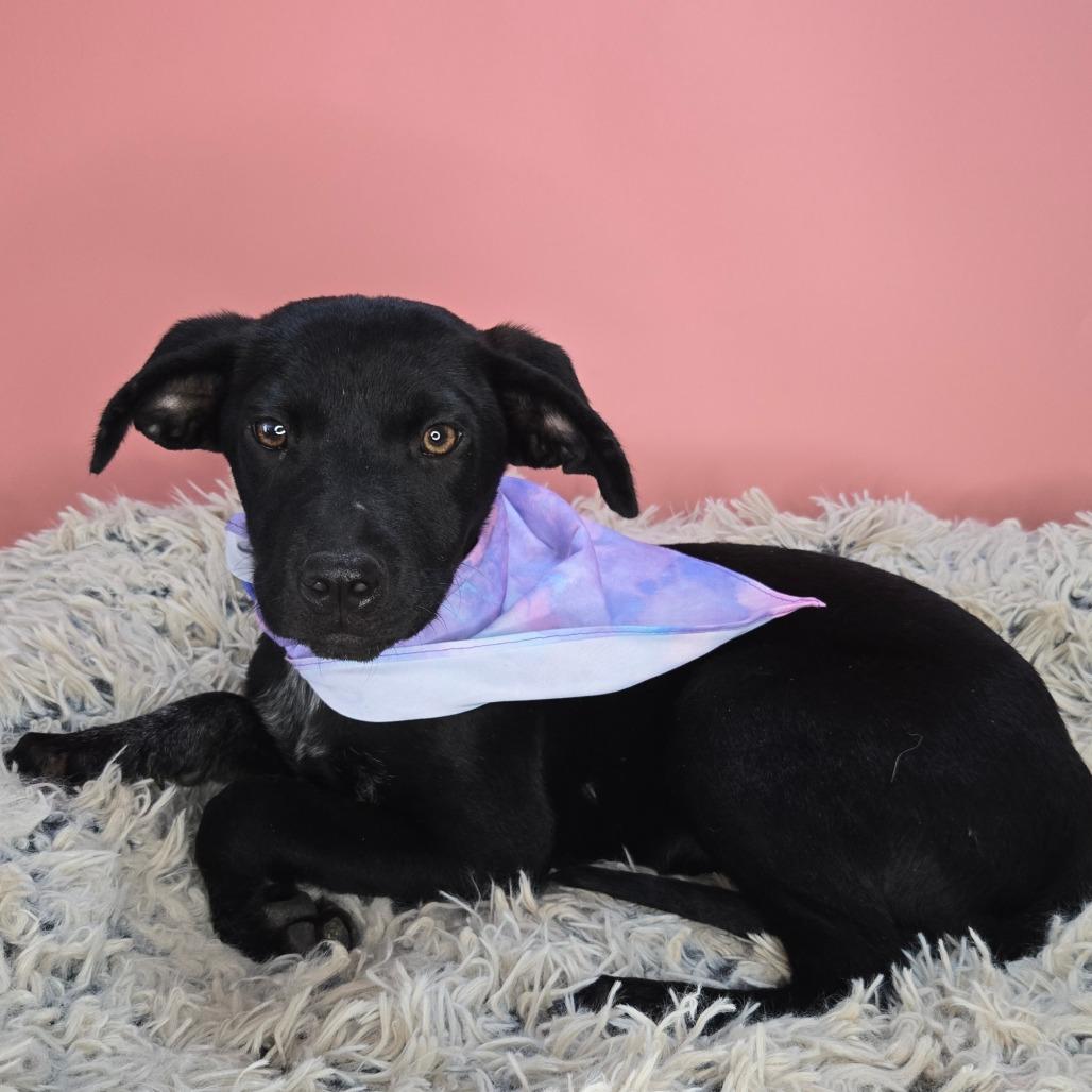 Ella, a Adoptable mixed breed in San Antonio, TX image 3/6