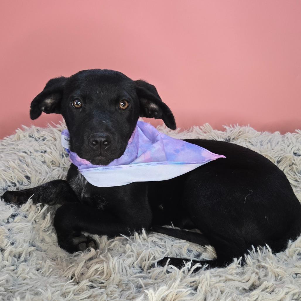 Ella, a Adoptable mixed breed in San Antonio, TX image 4/6