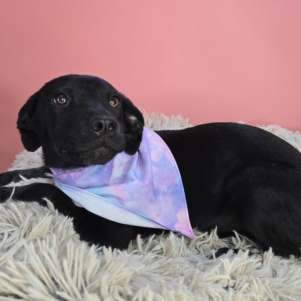 Ella, a Adoptable mixed breed in San Antonio, TX image 5/6