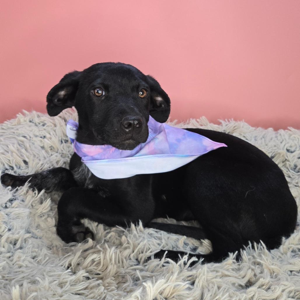 Ella, a Adoptable mixed breed in San Antonio, TX image 6/6