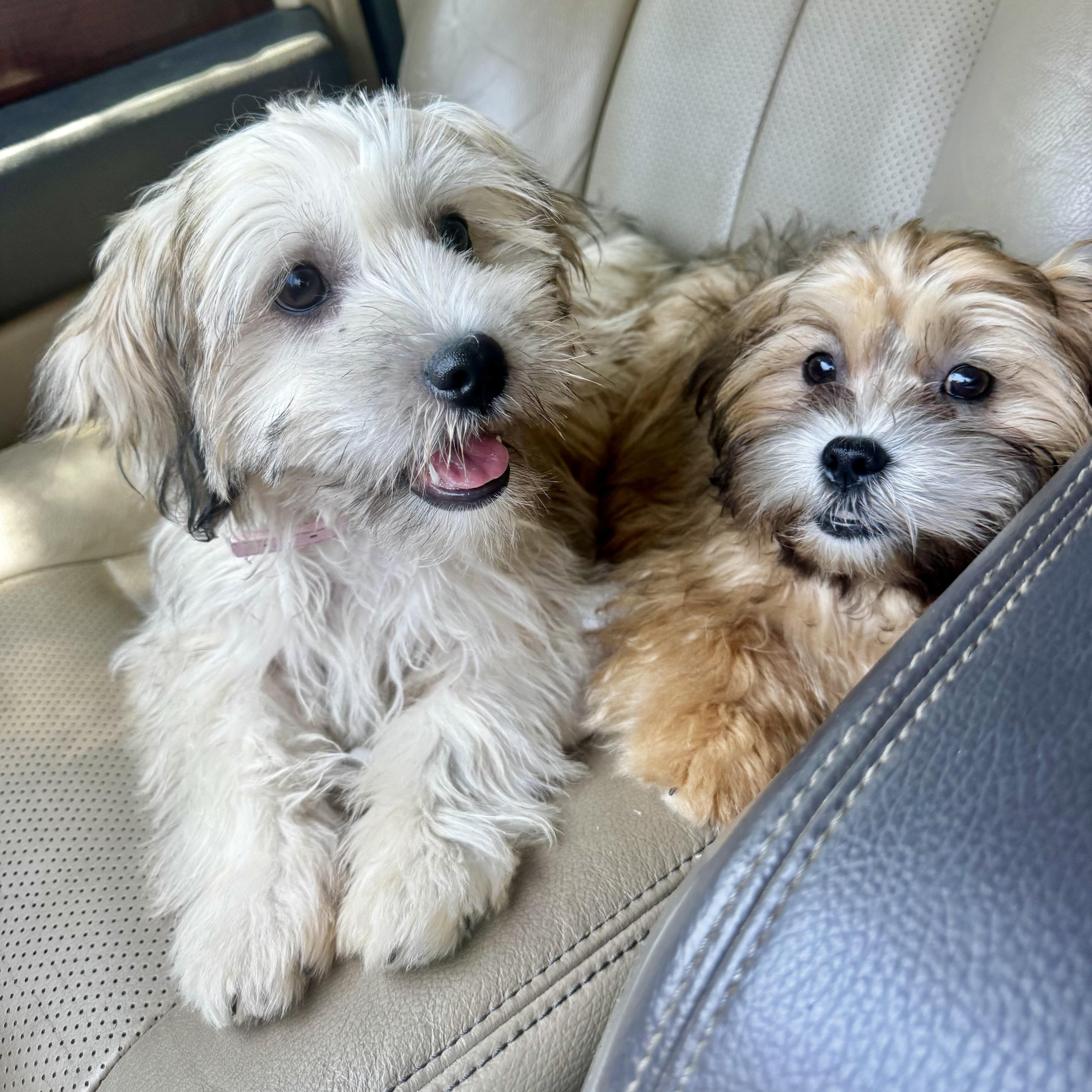 Bridget and Charlotte, adopted, Puppy Female Havanese & Shih Tzu.