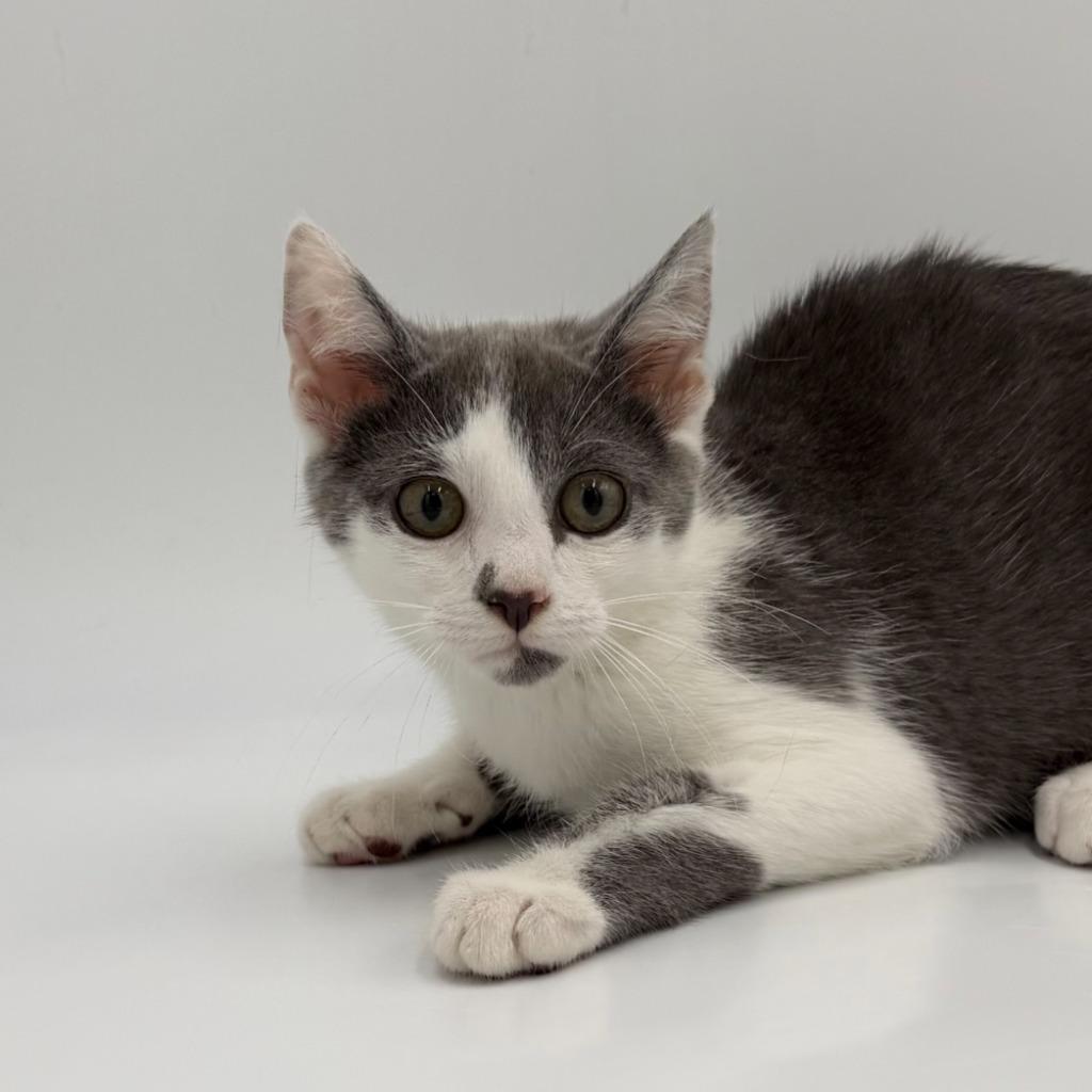 Enlarge Poppin Fresh, a Adoptable Domestic Short Hair in State College, PA image 1/2