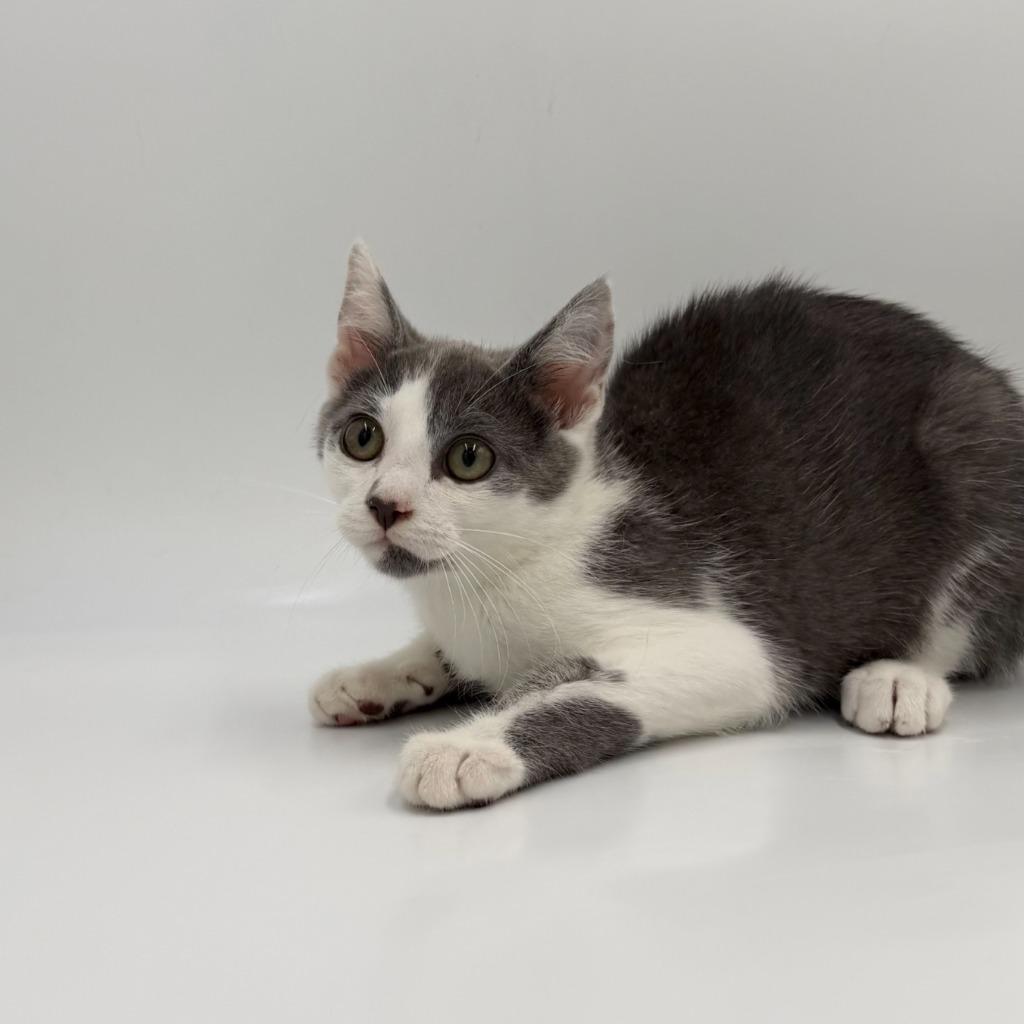 Enlarge Poppin Fresh, a Adoptable Domestic Short Hair in State College, PA image 2/2