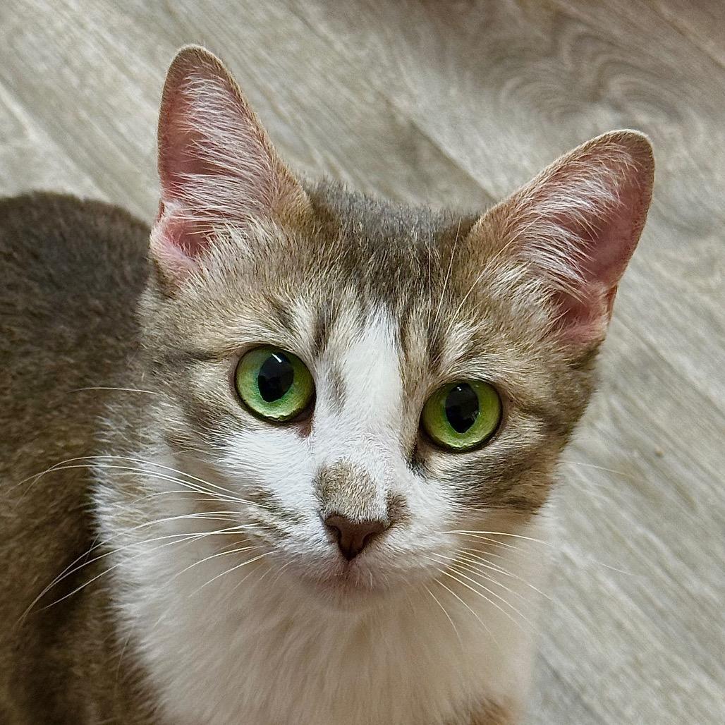 Missy (Bobtail), Adoptable, Adult Female Domestic Medium Hair.