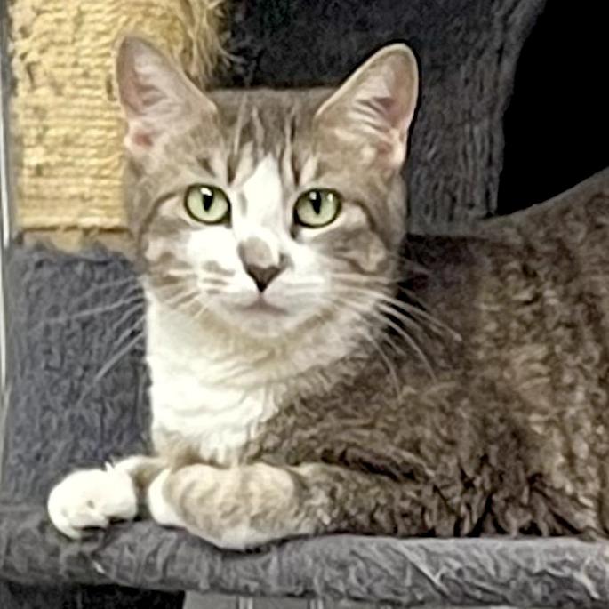 Enlarge Missy (Bobtail), a Adoptable Domestic Medium Hair in Delta, AL image 2/5