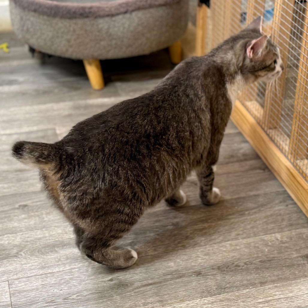 Enlarge Missy (Bobtail), a Adoptable Domestic Medium Hair in Delta, AL image 3/5
