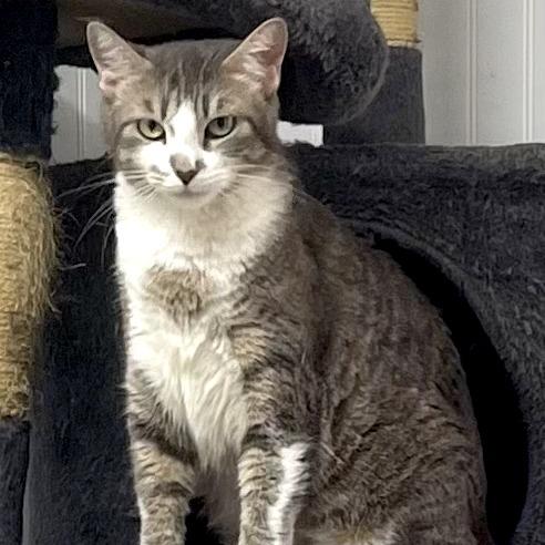 Enlarge Missy (Bobtail), a Adoptable Domestic Medium Hair in Delta, AL image 4/5