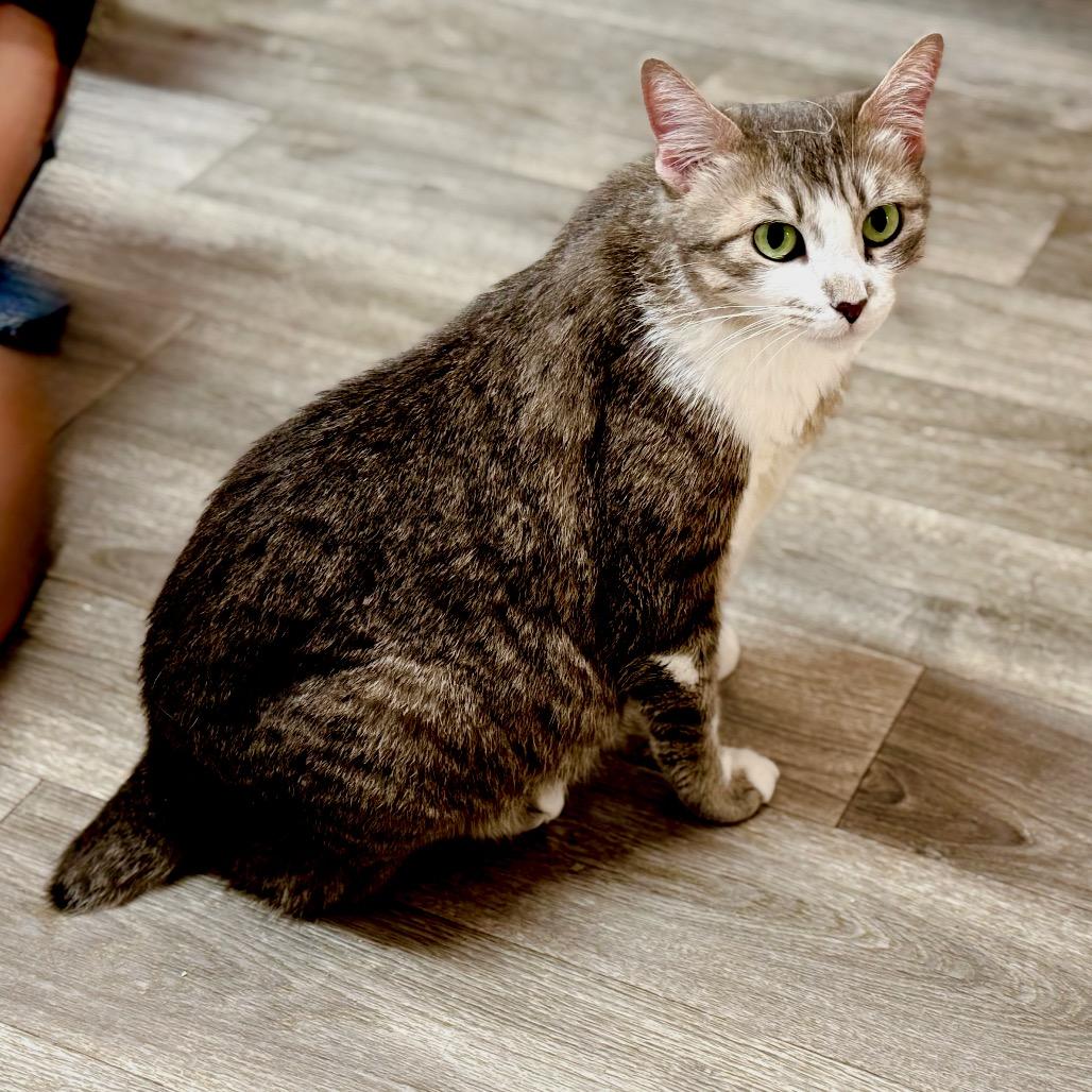 Enlarge Missy (Bobtail), a Adoptable Domestic Medium Hair in Delta, AL image 5/5