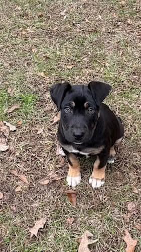 Mocha Crunch , adopted, Puppy Female American Bulldog & Basset Hound.