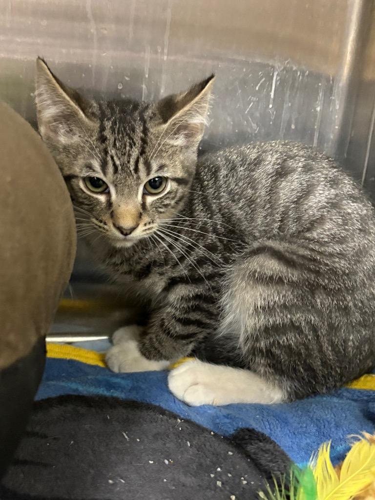 Valor / AC 27437 E, Adoptable, Kitten Male Domestic Medium Hair.