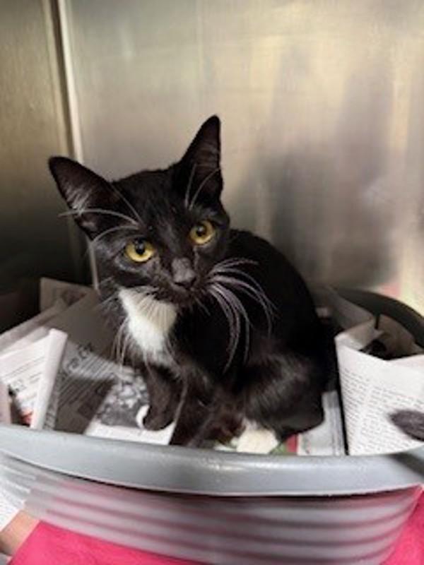 26-02-0335a Tiffany, Adoptable, Adult Female Domestic Short Hair.