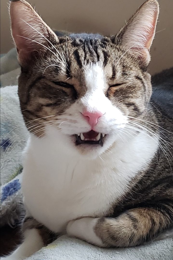 Enlarge Alexa, a Adoptable mixed breed in Houston, TX image 9/11