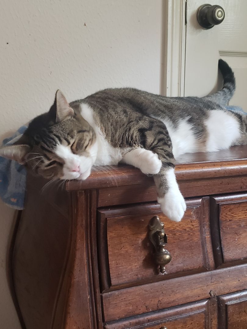 Enlarge Alexa, a Adoptable mixed breed in Houston, TX image 10/11