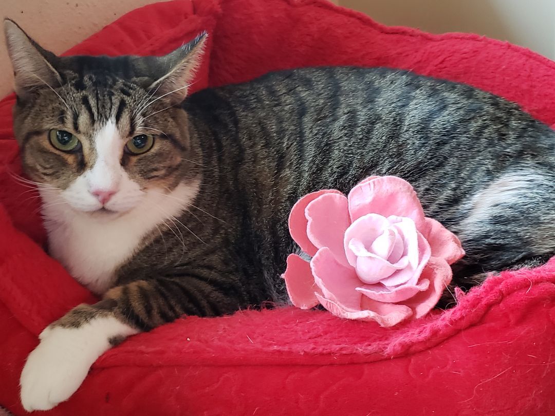 Enlarge Alexa, a Adoptable mixed breed in Houston, TX image 8/11