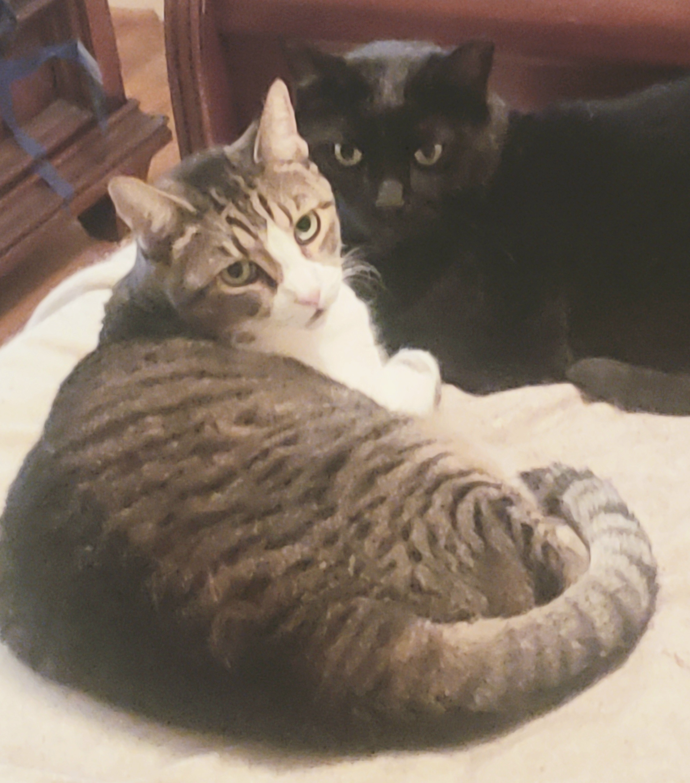 Enlarge Alexa, a Adoptable mixed breed in Houston, TX image 7/11