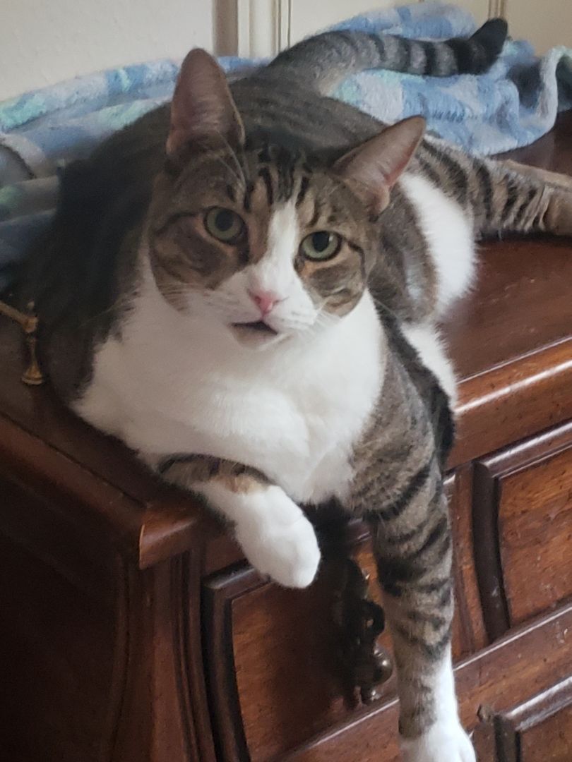 Alexa, a Adoptable mixed breed in Houston, TX image 1/11