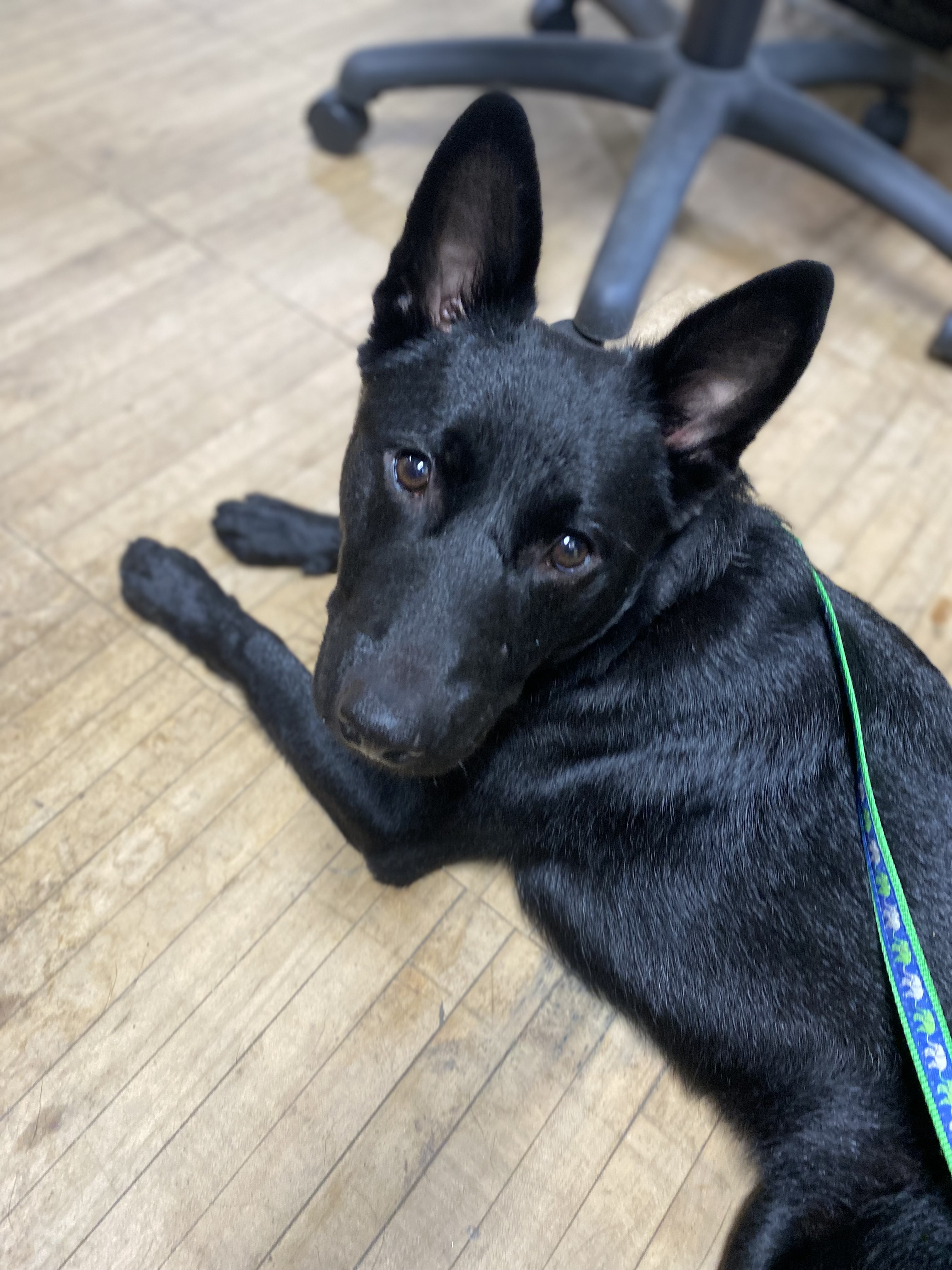 Duke~only 35 lbs. full grown!