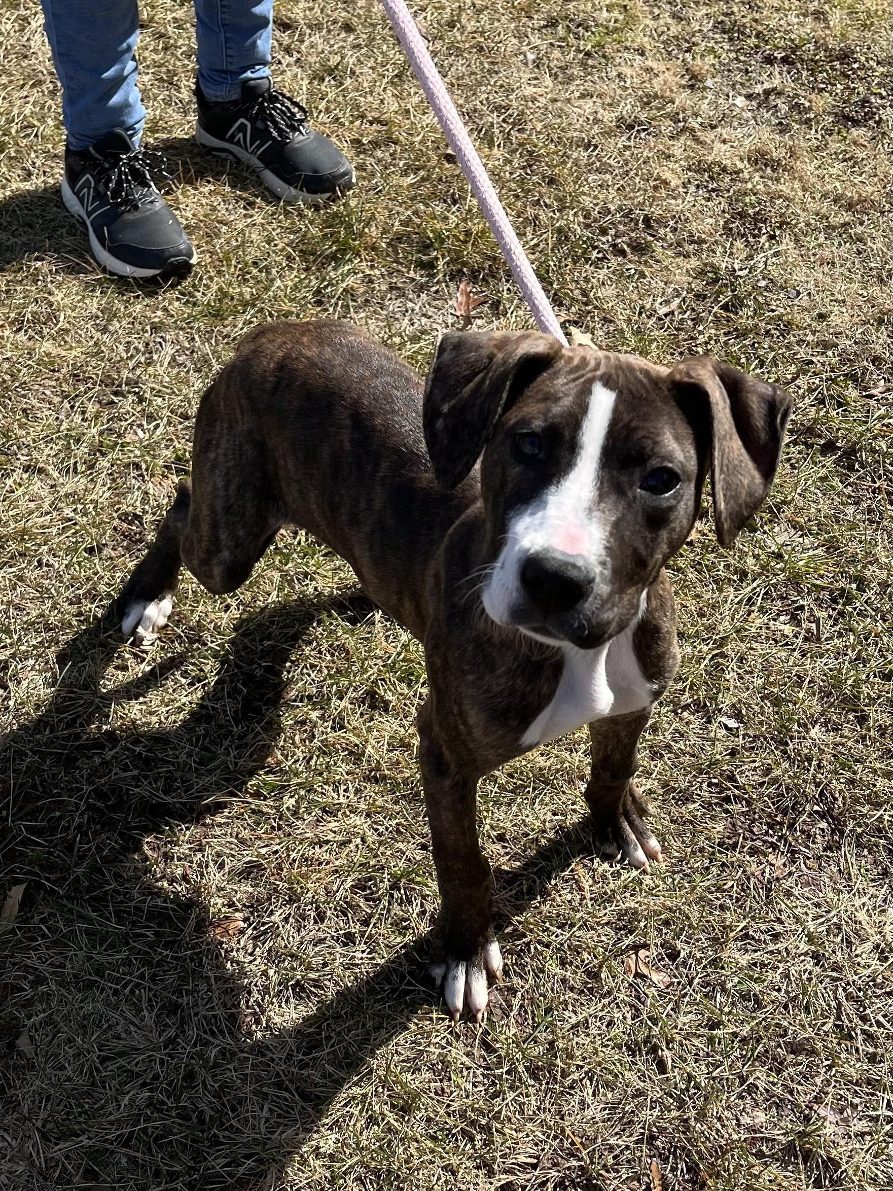 Nyla, adopted, Young Female Pit Bull Terrier.