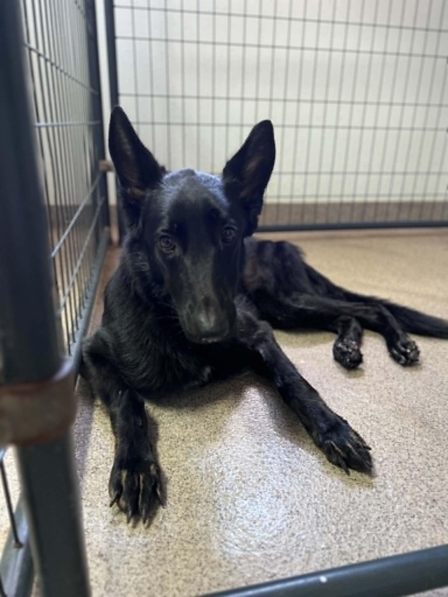 Enlarge Angel 3166, a Adoptable Mixed Breed in Pompano Beach, FL image 1/1