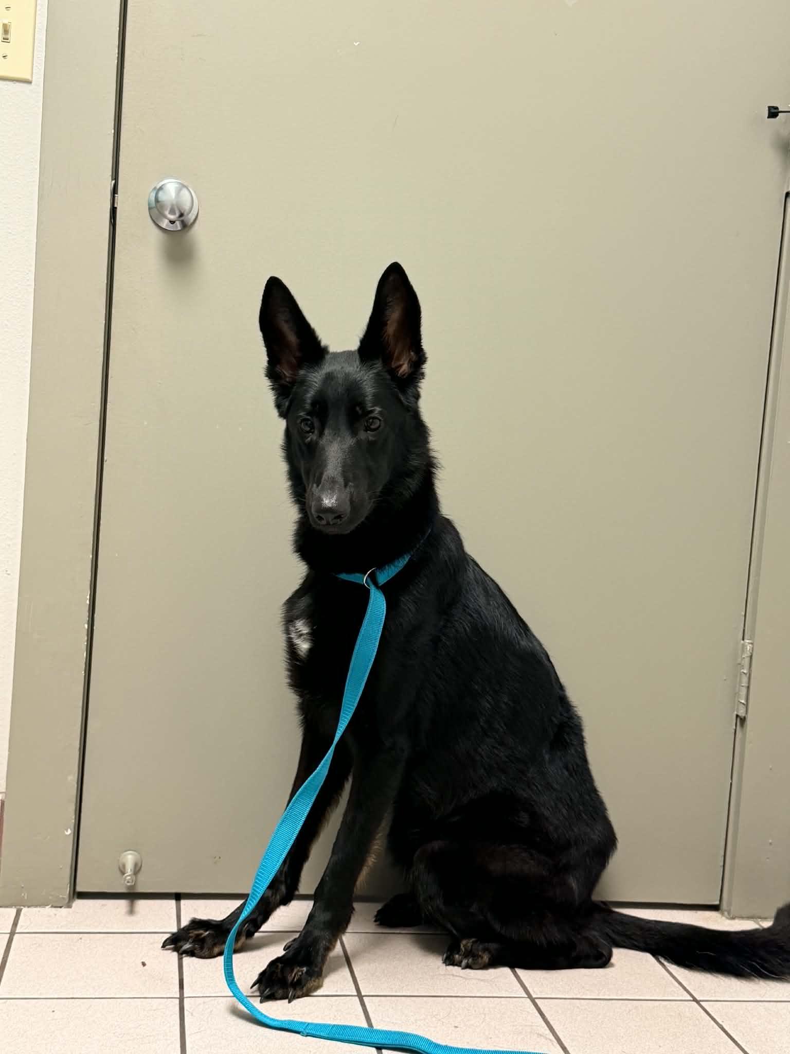 Enlarge Angel 3166, a Adoptable German Shepherd Dog in Pompano Beach, FL image 2/3