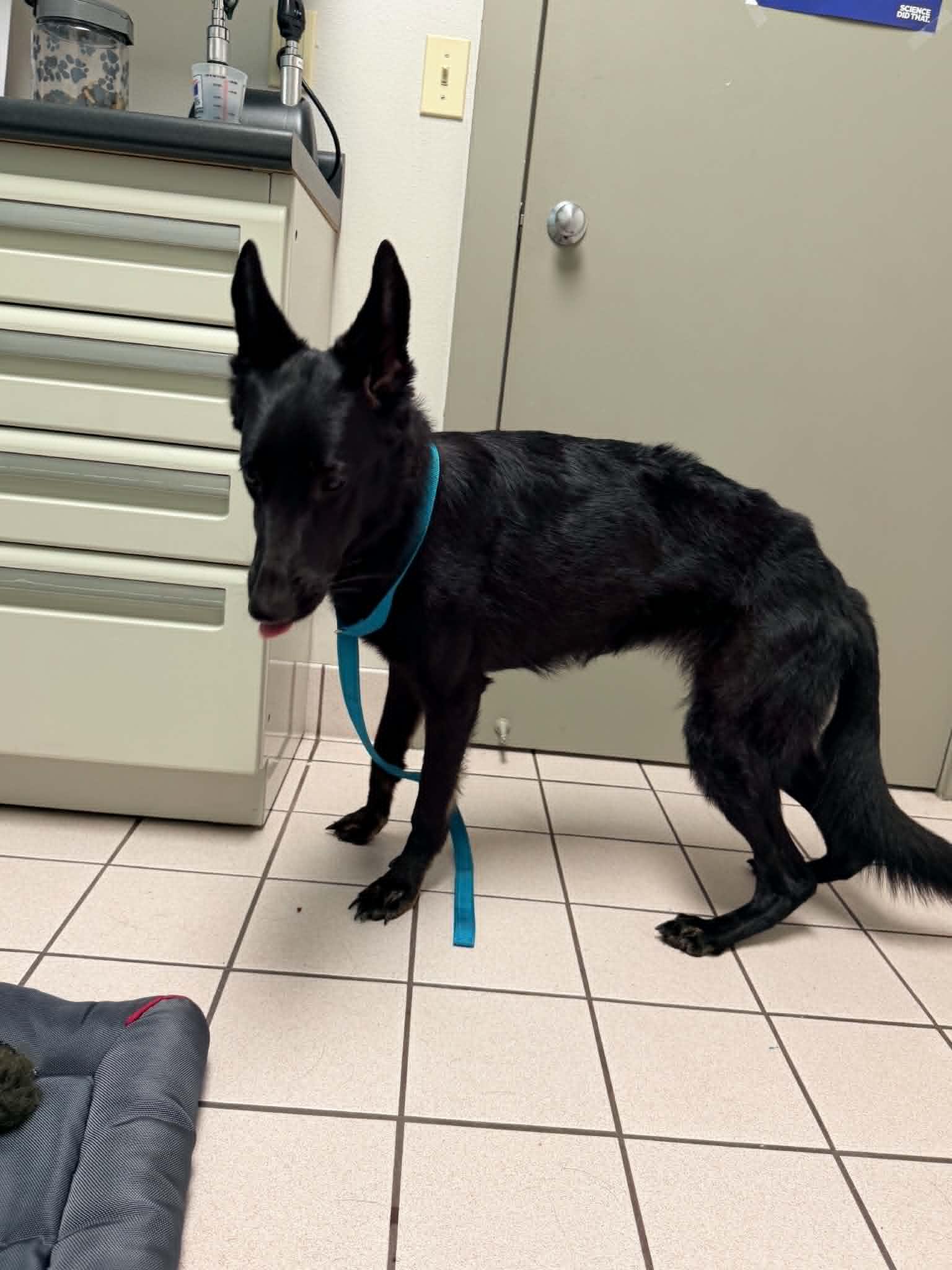 Enlarge Angel 3166, a Adoptable German Shepherd Dog in Pompano Beach, FL image 3/3