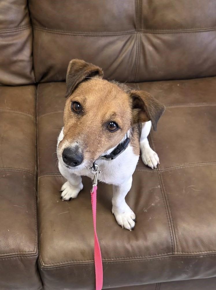 Enlarge Uno, a Adoptable Jack Russell Terrier in Mount Gilead, OH image 1/1