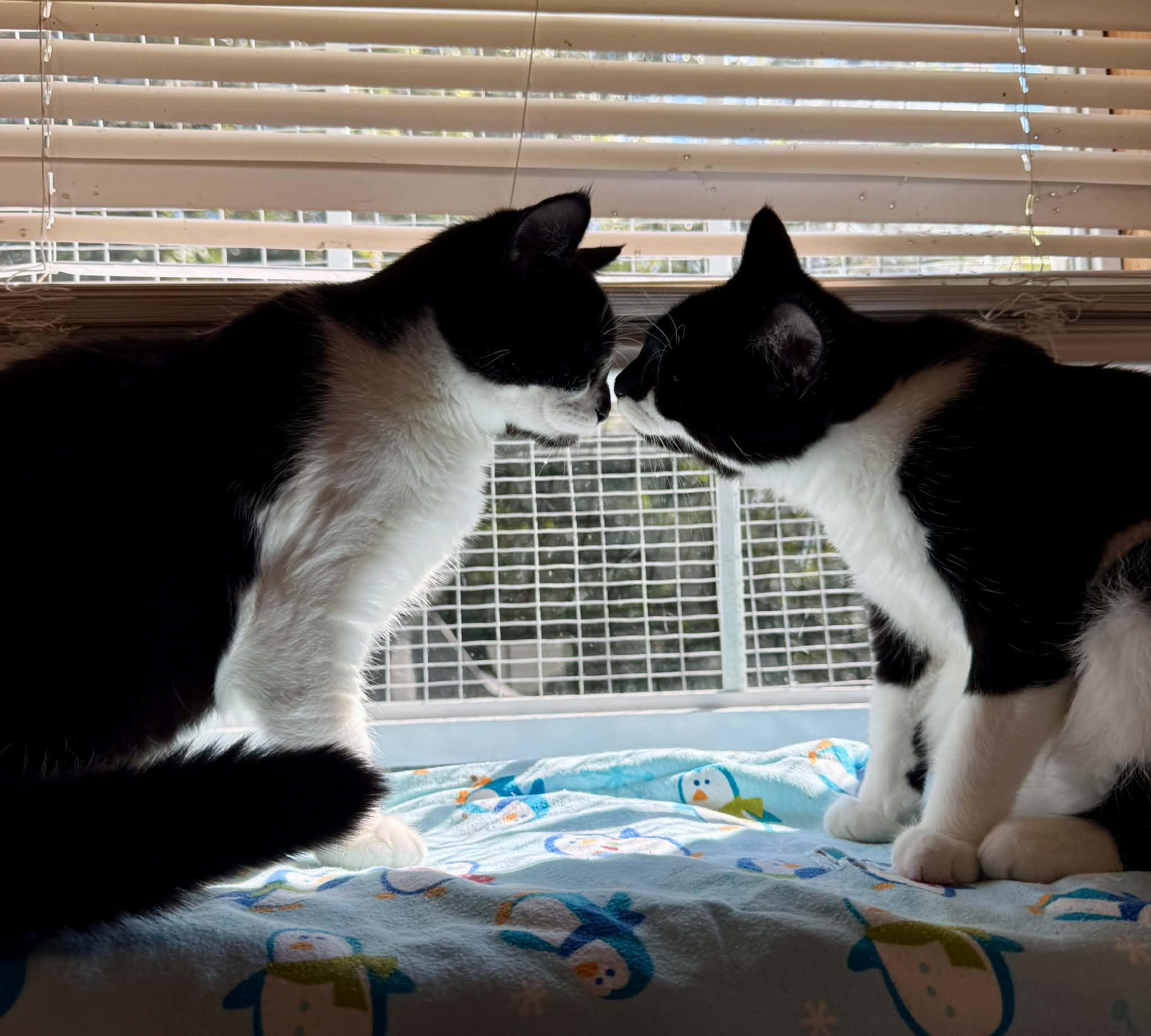 Enlarge Gigi, a Adoptable Domestic Short Hair in Talbott, TN image 2/6