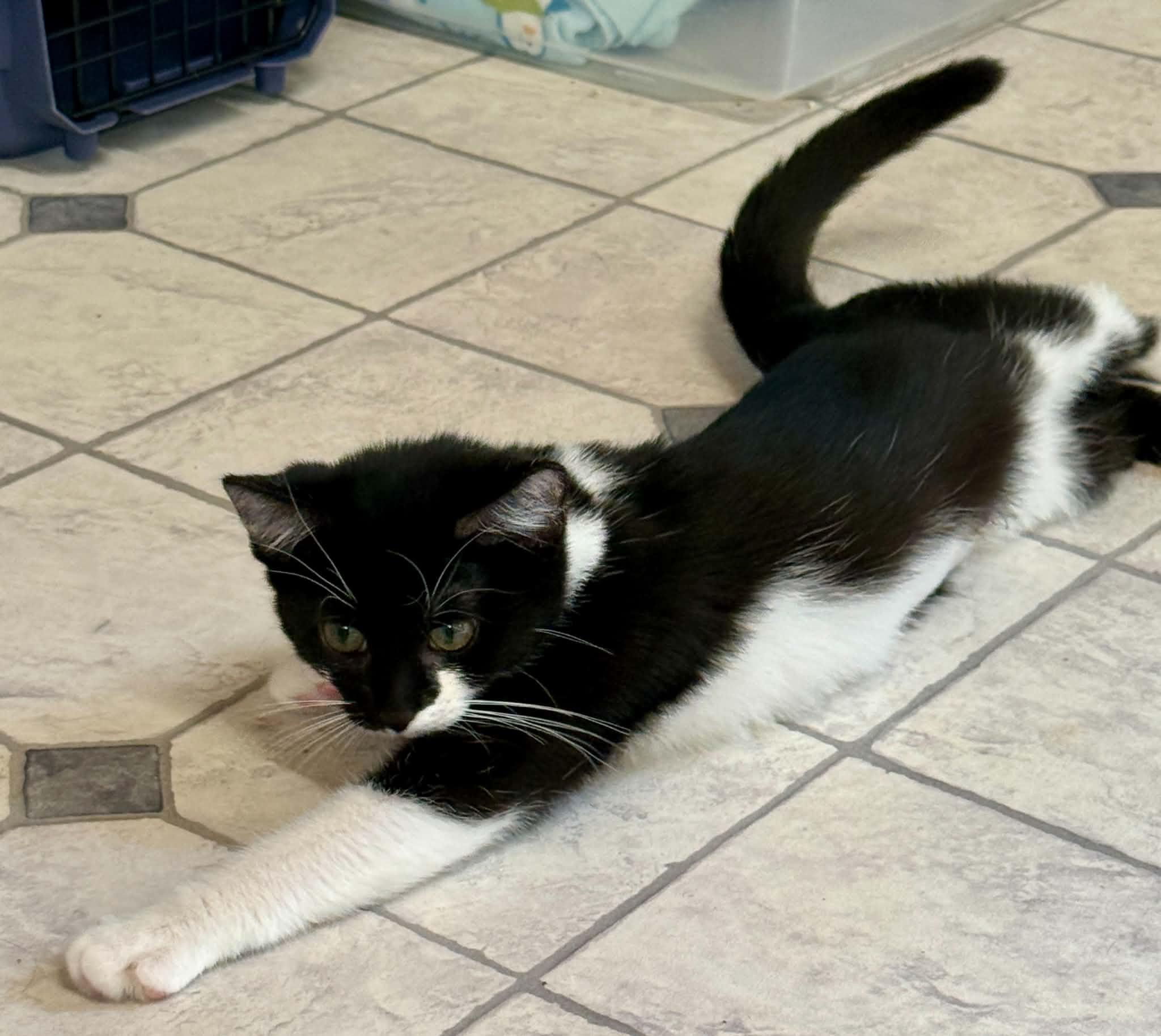 Enlarge Gigi, a Adoptable Domestic Short Hair in Talbott, TN image 6/6