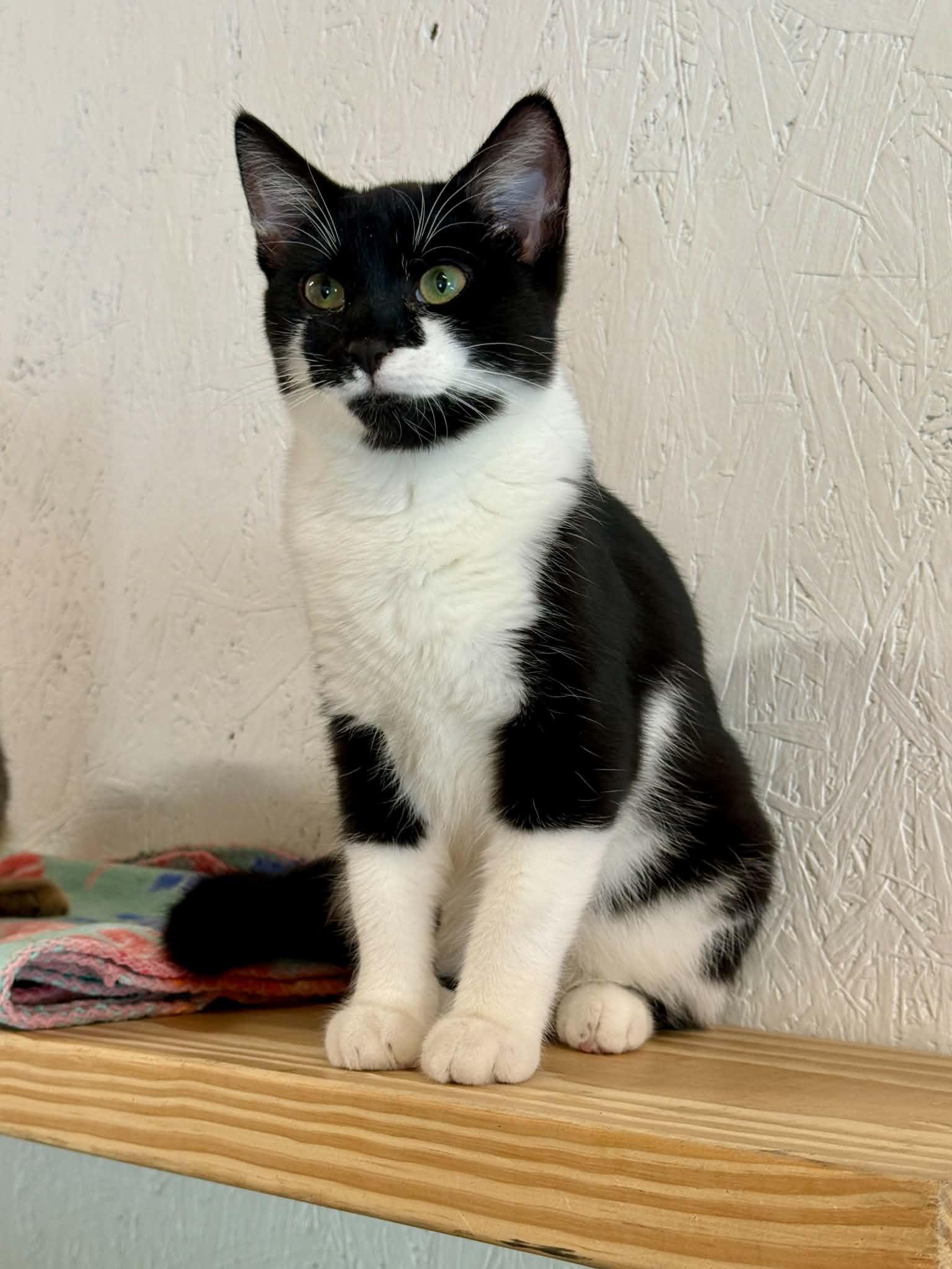 Gigi, Adoptable, Young Female Domestic Short Hair.