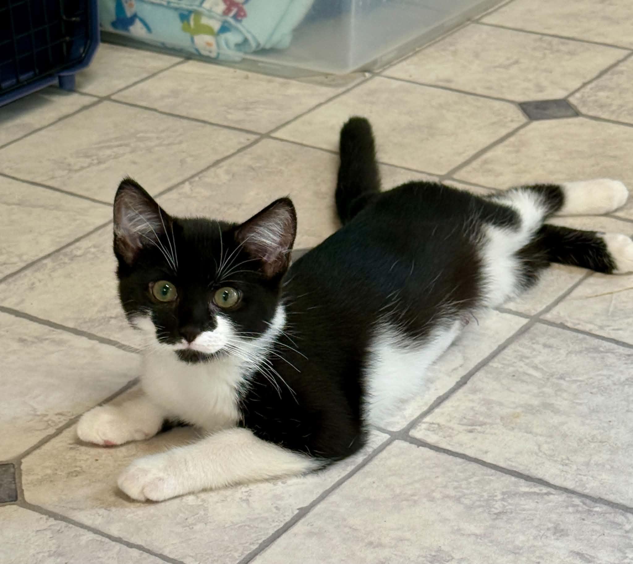 Enlarge Gigi, a Adoptable Domestic Short Hair in Talbott, TN image 5/6
