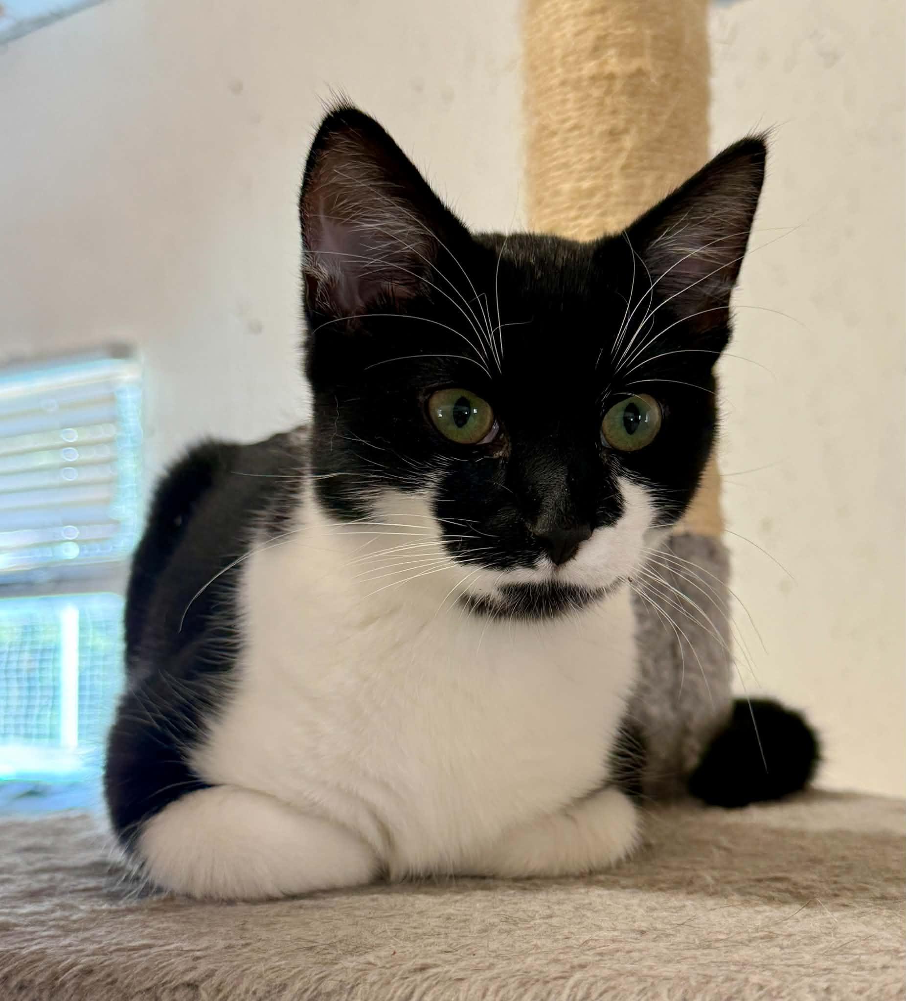 Enlarge Gigi, a Adoptable Domestic Short Hair in Talbott, TN image 3/6