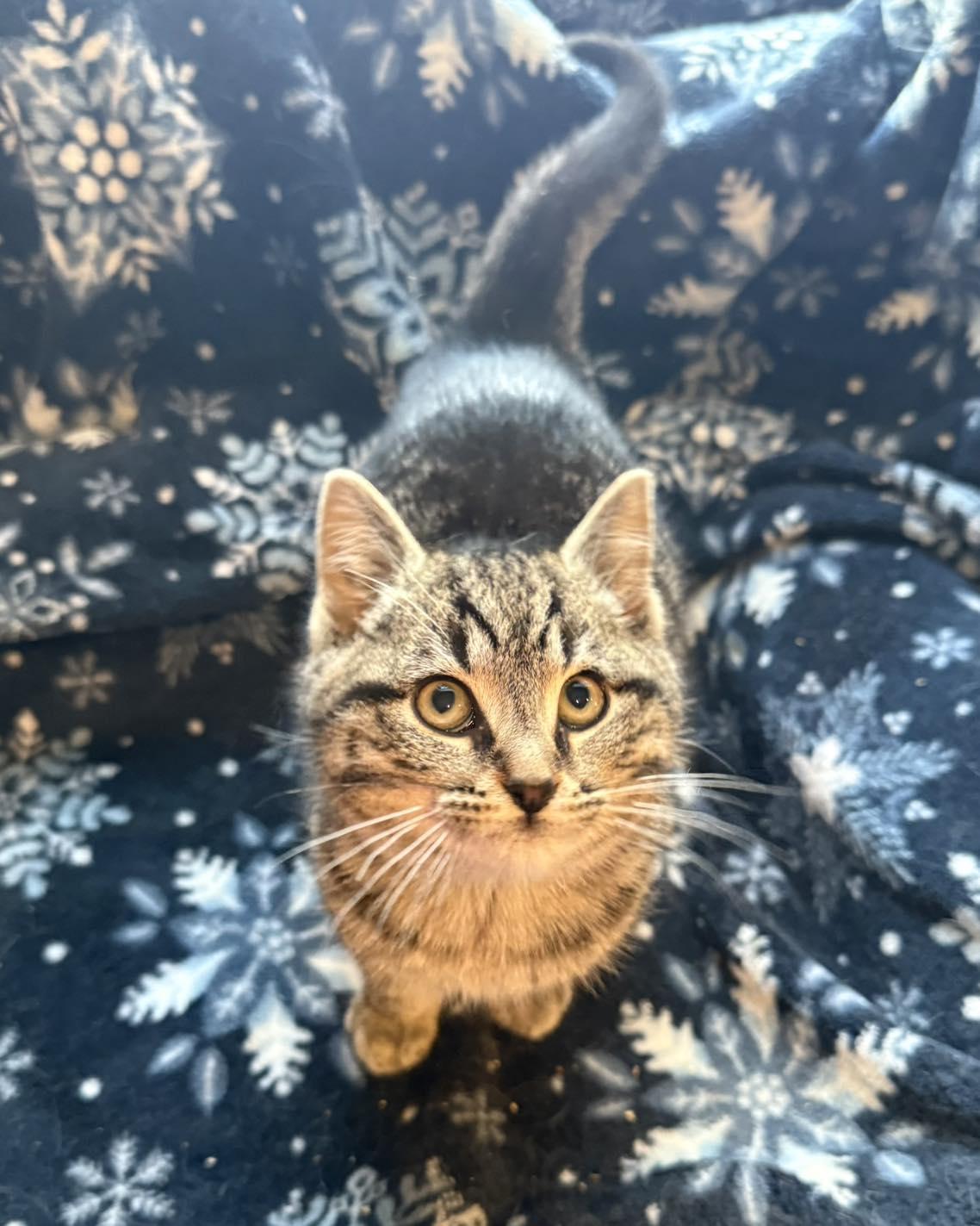 Enlarge Randi, a ADOPTABLE Tabby in Richmond Dale, OH image 1/3