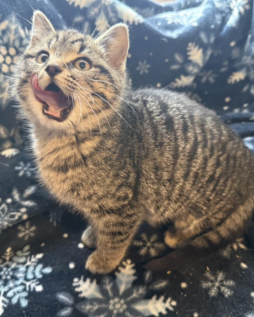 Enlarge Randi, a ADOPTABLE Tabby in Richmond Dale, OH image 2/3